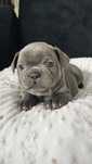 Buldog francuski blue suczka