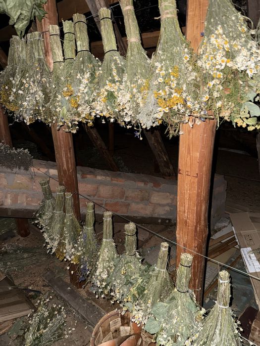 Продам віники для бані