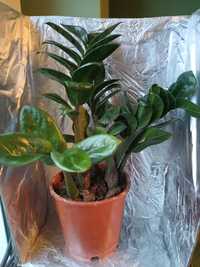 Zamioculcas Zenzi, Sukulent, Zamiokulkas