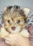 Yorkshire Terrier, Biro, pies, xs