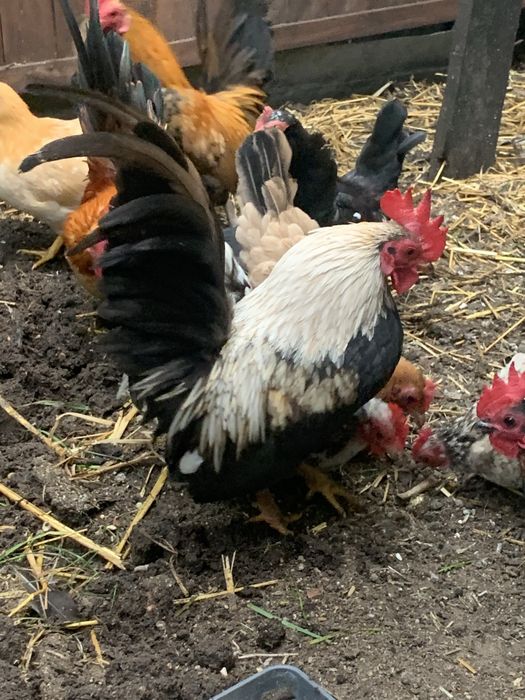 Serama kogutki kurki drob ozdobny