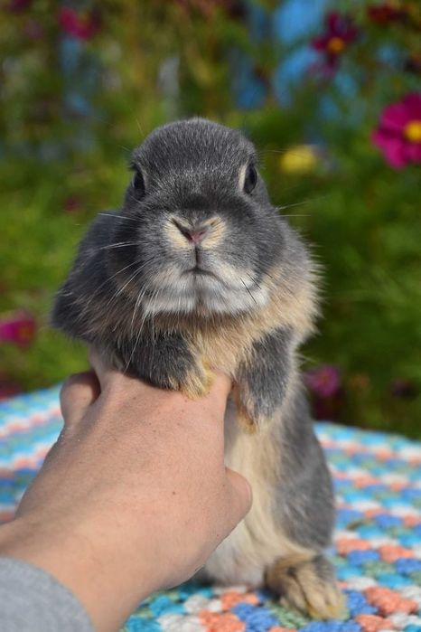 Karzełek niderlandzki / do kg w dorosłości