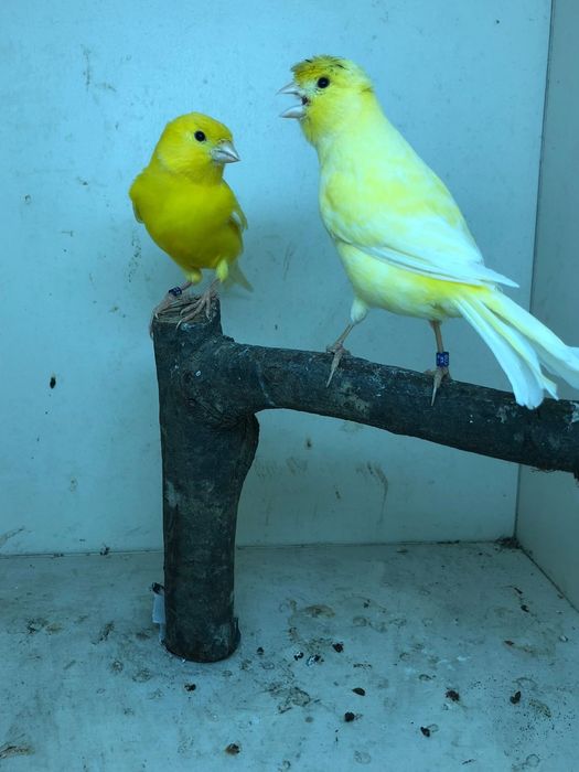 Mosaicos vermenhos /amarelos / tinbrados espanhol