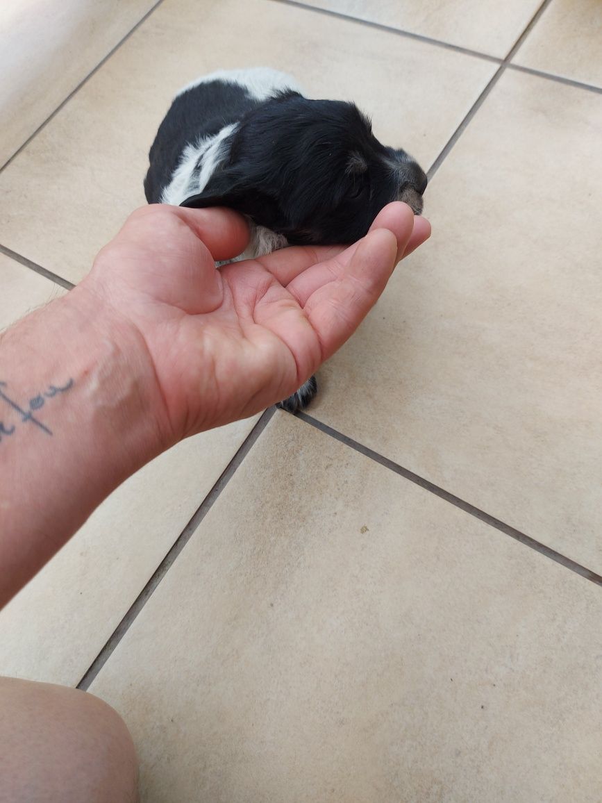 Psiaki oddam w dobre rece