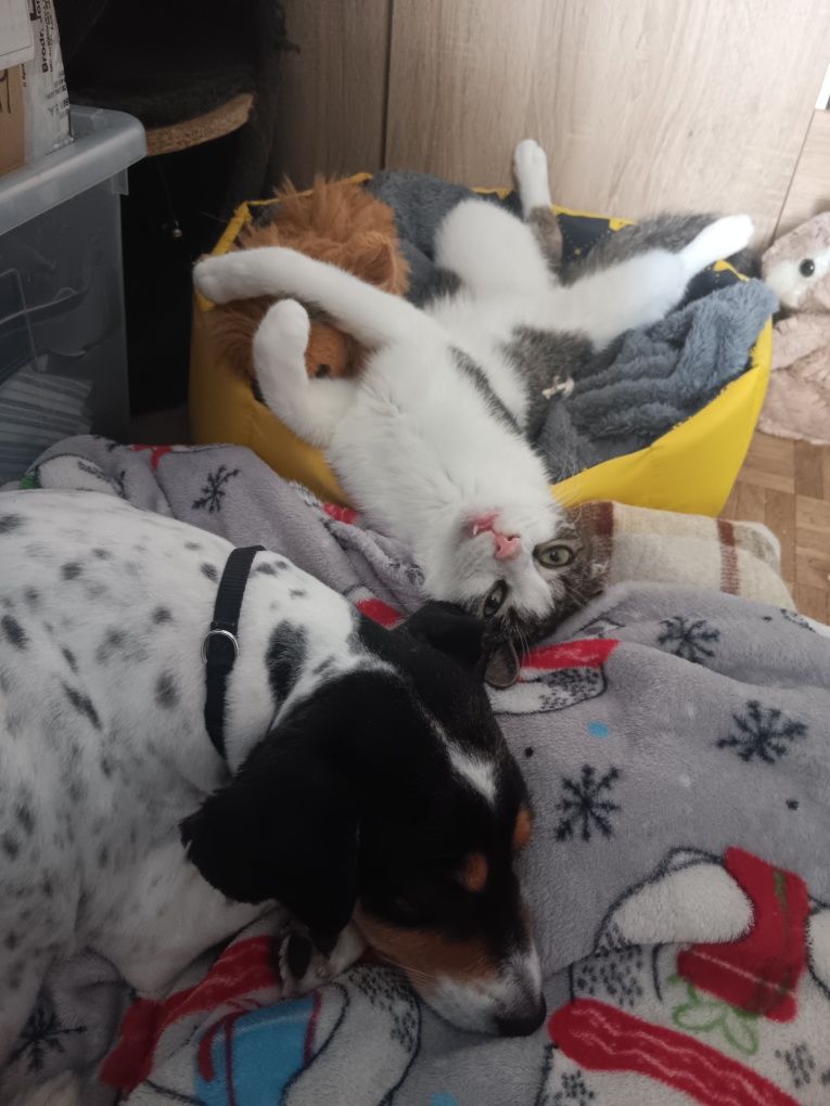 Uroczy wrażliwiec Cytrusek szuka domu!