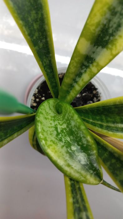 Сансевиерии, детки.