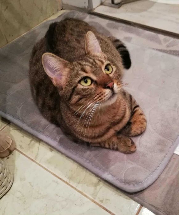 Koteczka Mela rozgląda się za domem