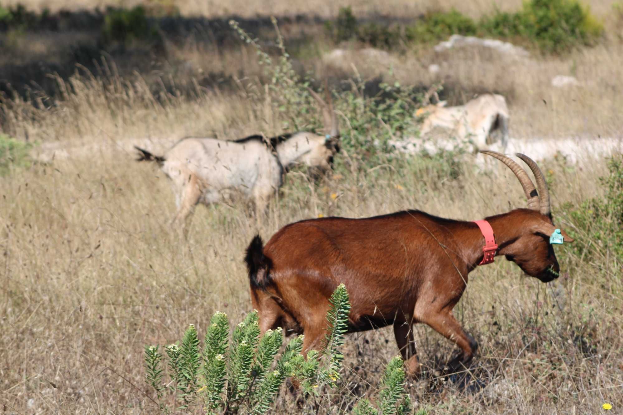 rebanho cabras raça bravia