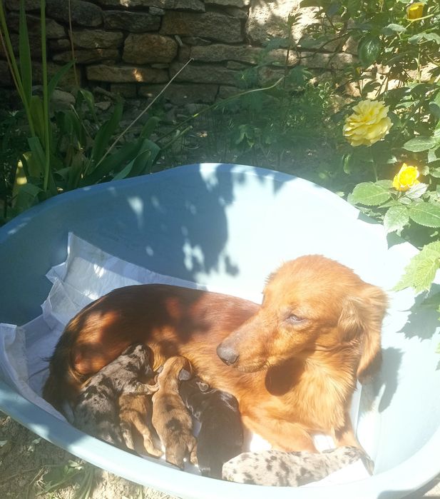 Шикарні таксята готові до бронювання.