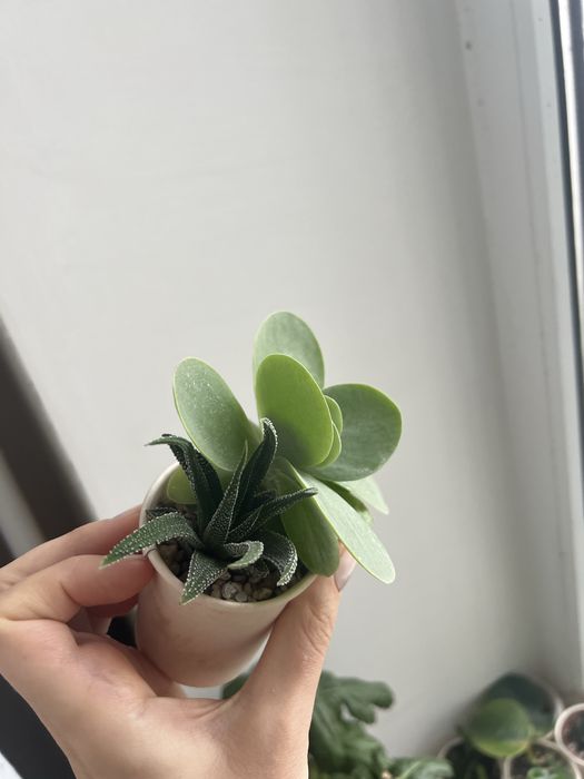 Набір сукулентів