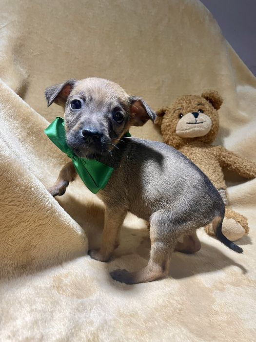 Харизматичний цуцик шукає дім