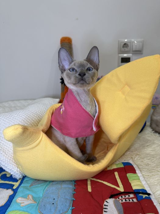 Голубоглазый Семен ищет самых лучших родителей