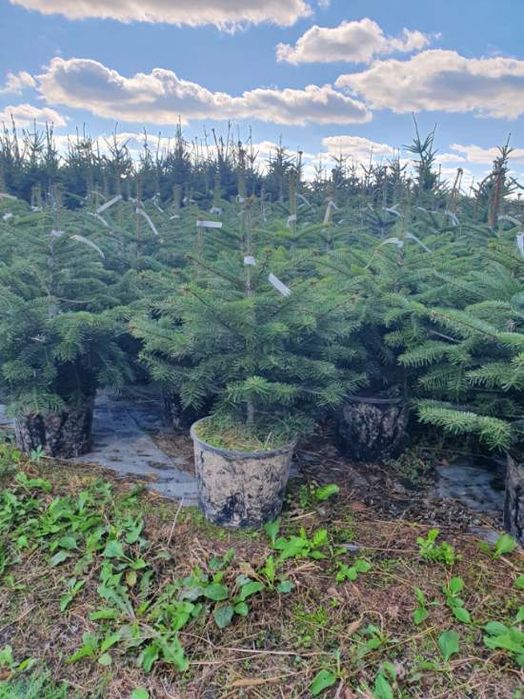 Jodla kaukaska abies nordmaniana  w donicy 60-80 cm