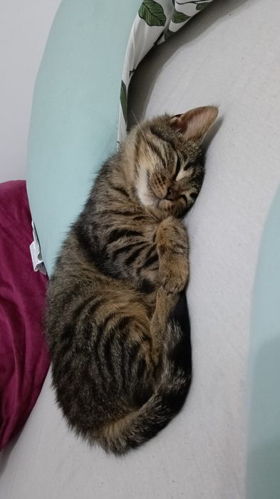 Oddam kotka w dobre ręce