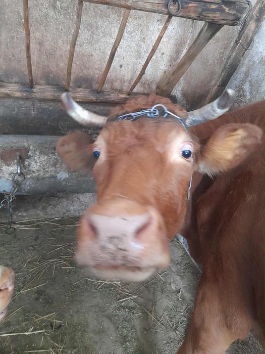 Sprzedam młodą krowę