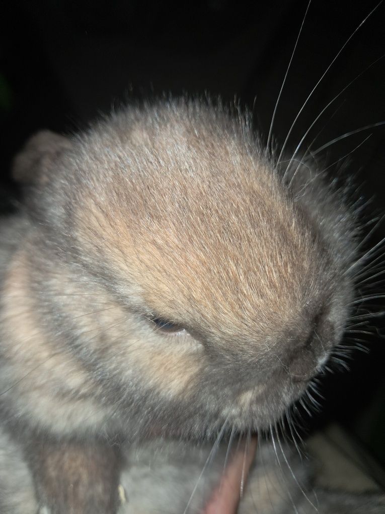Coelho anão mini lop