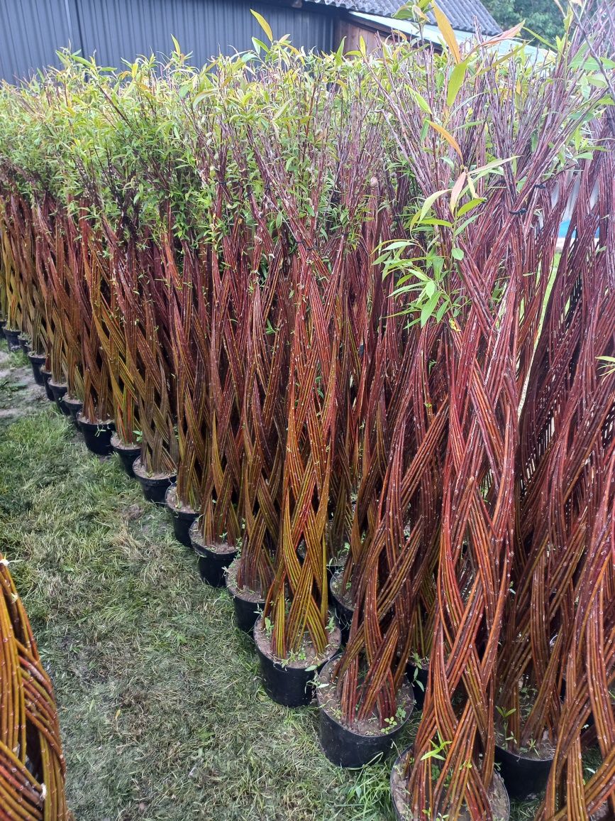 Wierzba pleciona, salix americana