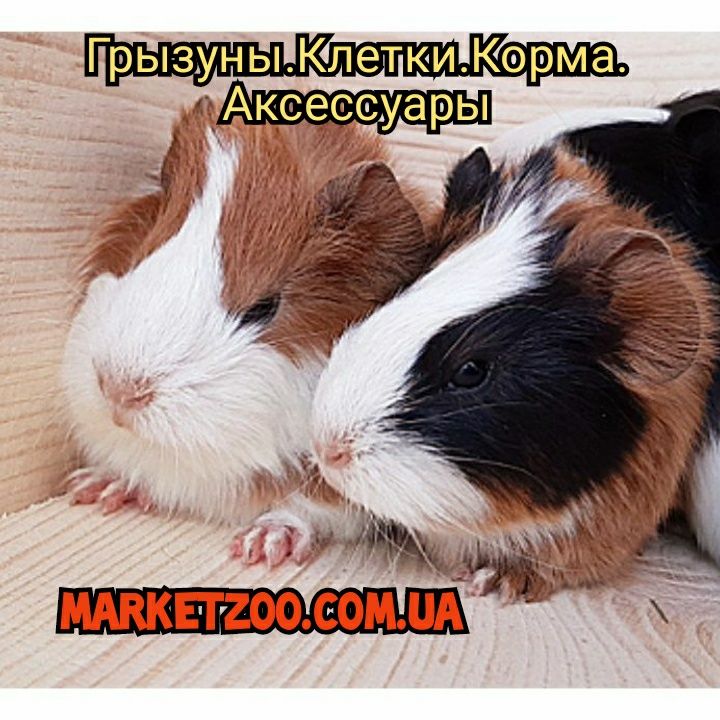 Морские свинки,клетки,корма,аксессуары