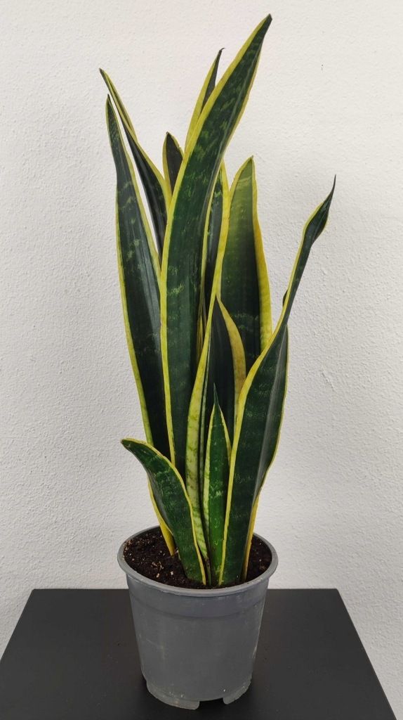 Sansevieria Black Gold 55 cm