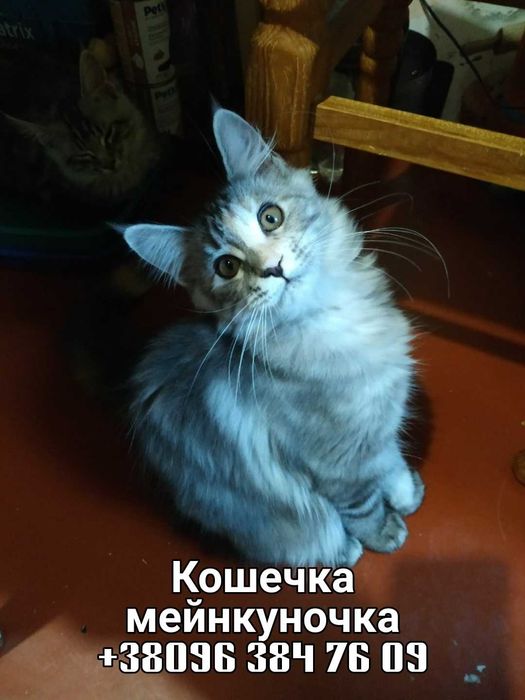 Забирайте маленьких мейнкунят!