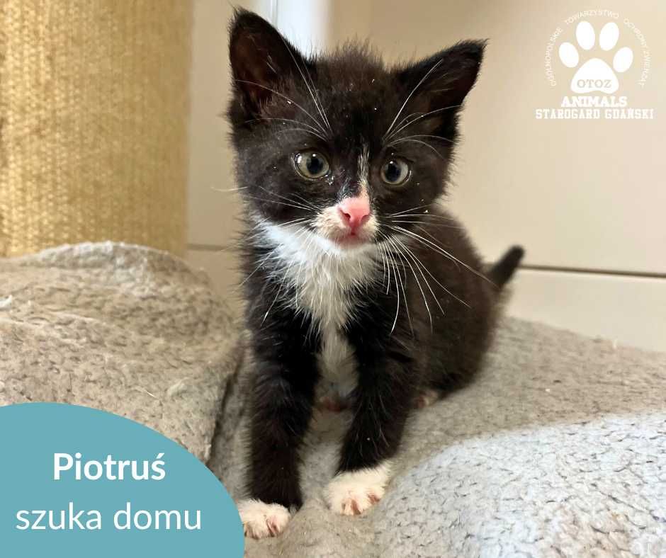 Uroczy Kociak Piotruś szuka domu