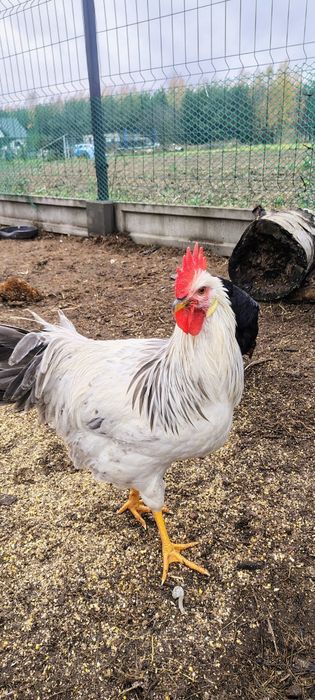 Zamienię na kurę lub sprzedam