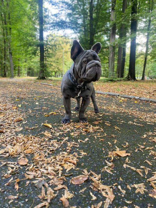 В'язка, Французький бульдог Біг Роп