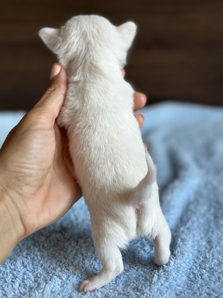 CHIHUAHUA chłopiec mini :)