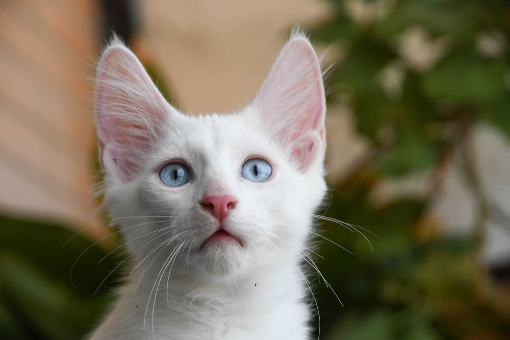 Bonifácio: gatinho Angorá Turco. Branco. olhos azuis. LOP e vacinas