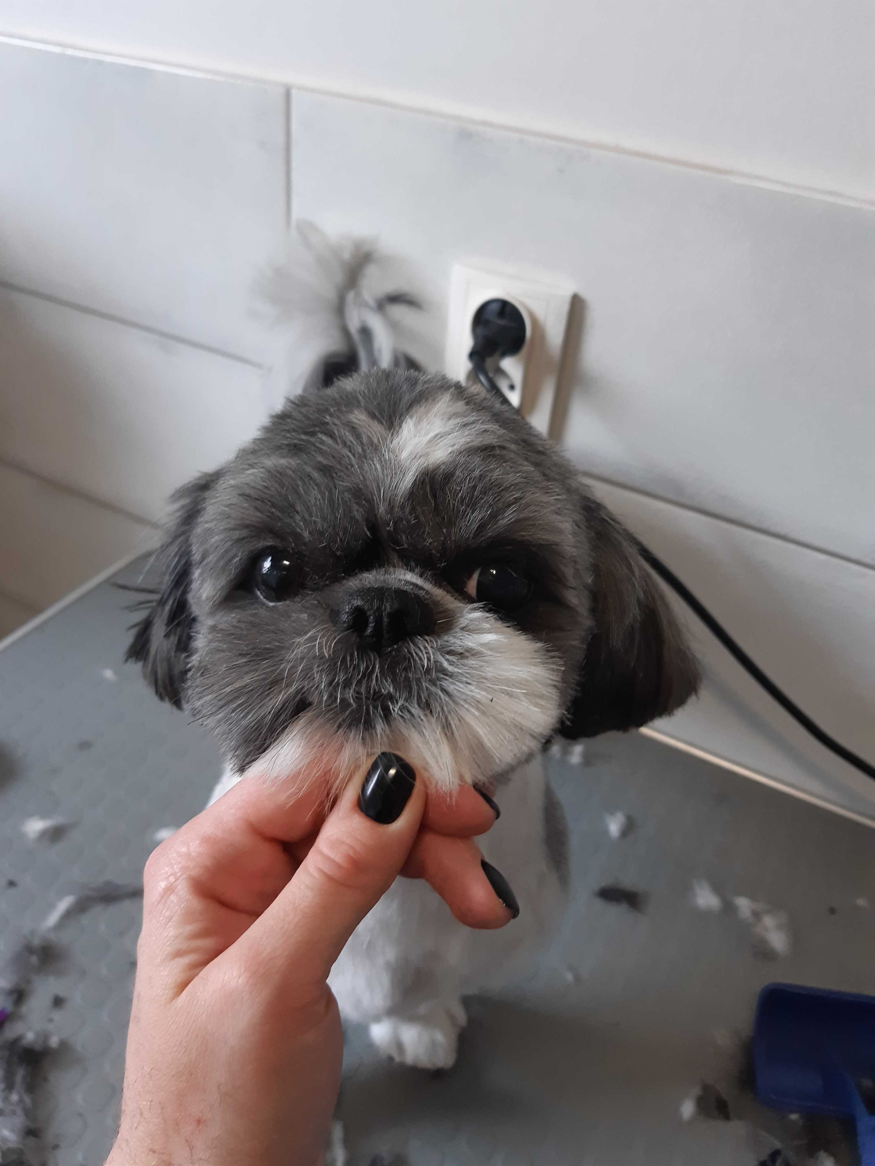 Groomer- psi fryzjer strzyzenie pielęgnacja dla psów i kotów