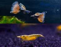 Zamiast Bojownika kolorowy zestaw do nano 20l Red Nebula/Yellow