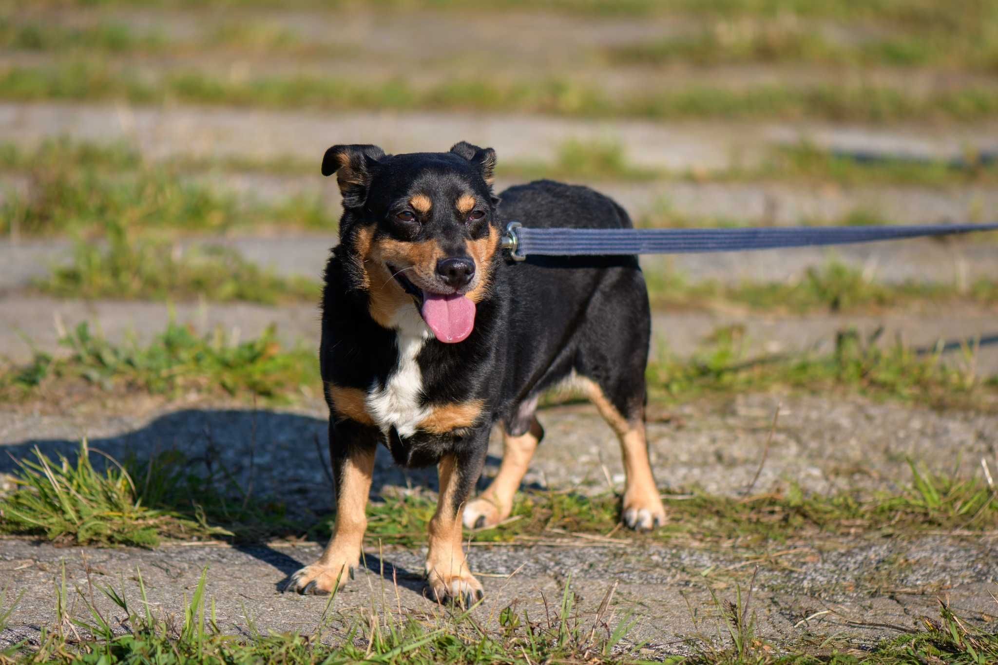 Max poleca się do adopcji