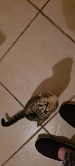 Gatinha 3meses tigrada muito meiga