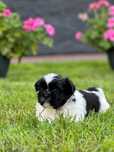 Piesek shih tzu szczeniak czarno biały