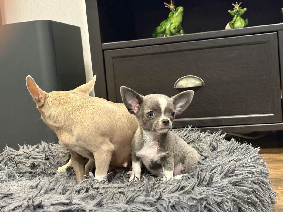 Chihuahua błekitna sunia rodowód