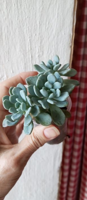 Суккуленты, ехеверии, крассулы