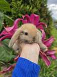 Królik króliczek baranek miniaturka mini lop
