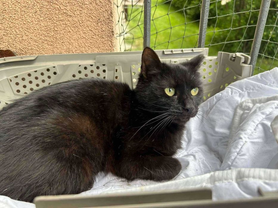 Łagodny, delikatny Bakuś do adopcji