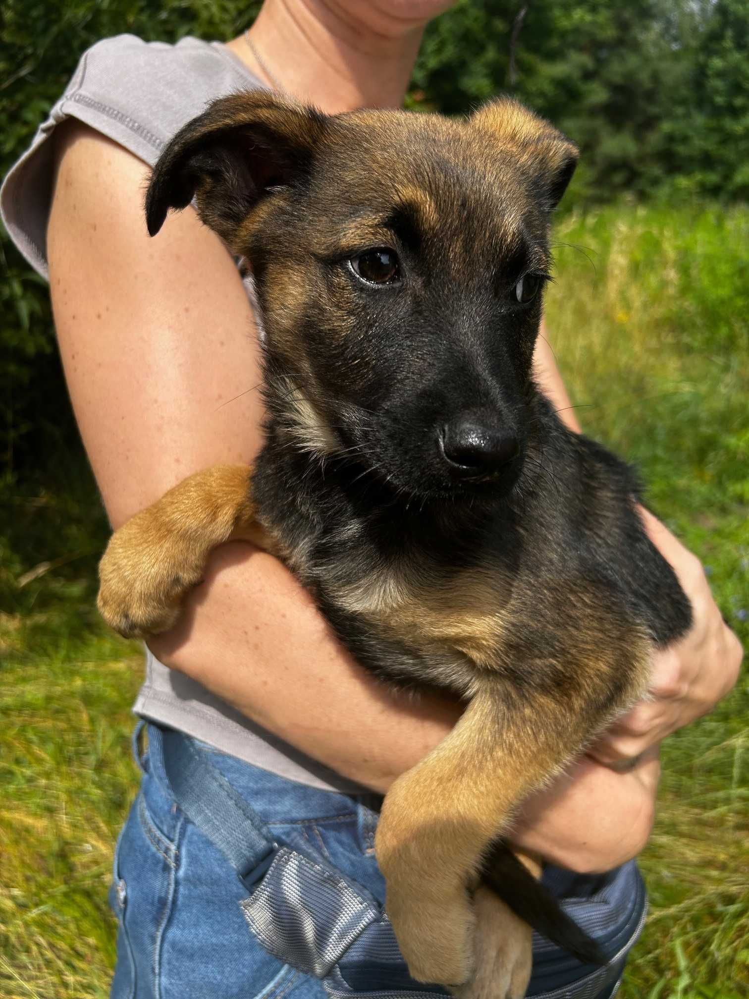Piesek do adopcji NUGAT
