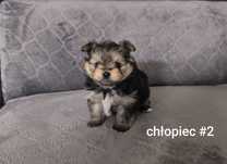 Yorki mieszane z pomeranianem/szpicem miniaturowym