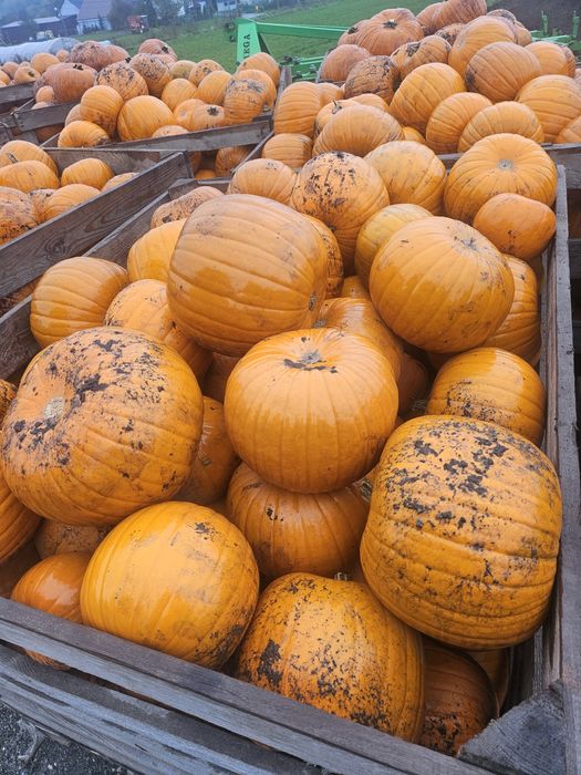 Dynia halloween 1-3, 3-6 , 6-10