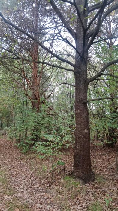 Do sprzedania drzewo na pniu z działki o pow. 30 a