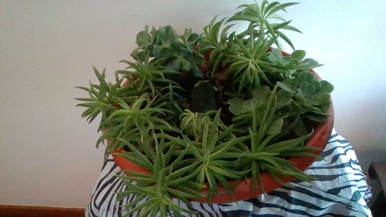 Taça com arranjo de SUCULENTAS (dão flores amarelas e vermelhas)