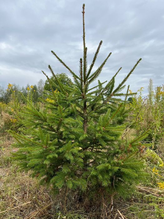 Choinki bożonarodzeniowe w do iczce 0,5m-1,2m