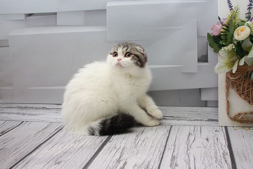 Шотландске висловухе кошеня ( скоттіш фолд ) Scottish Fold