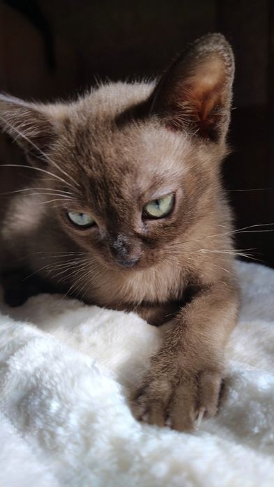 Котики,Бурма малыши, Европейская бурма