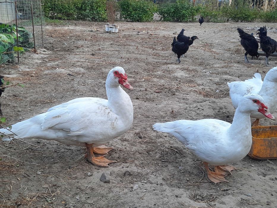 Качки мускусні. Утки.