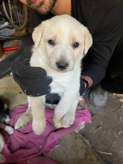 Віддамо в добрі руки цуценят знайдених в лісі