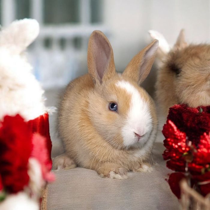 Królik miniaturka Karzełek rex karzełek Teddy mini lop