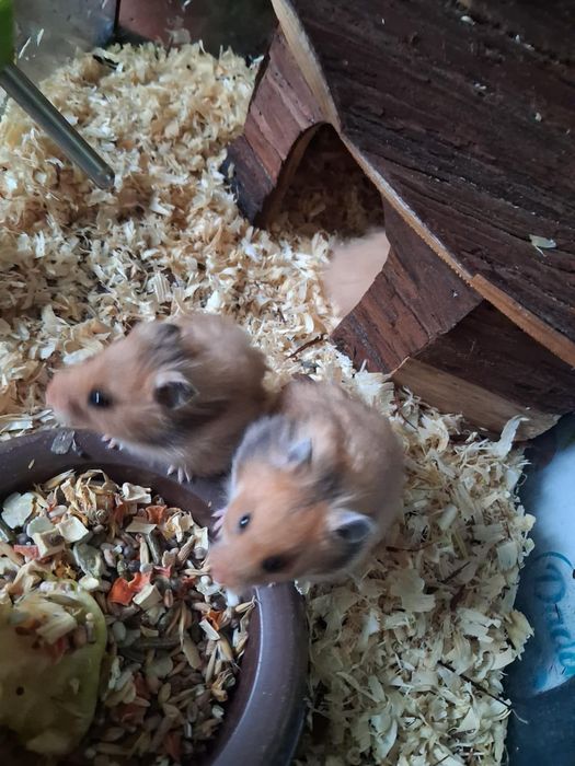 Chomiki syryjskie !
